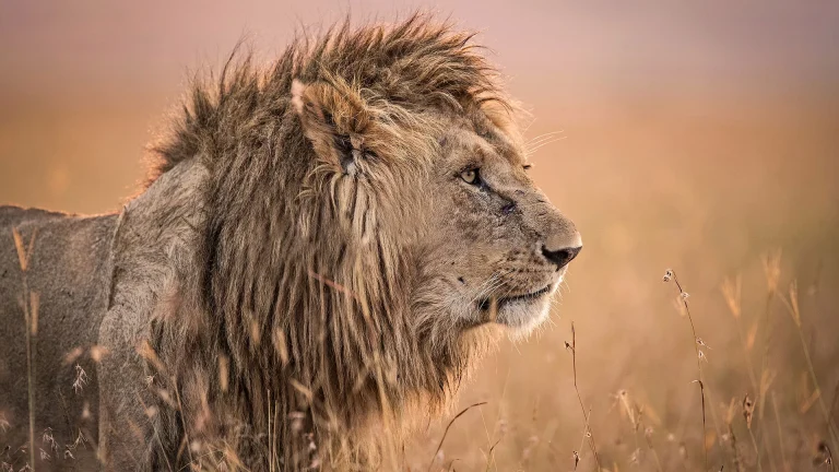 5 Days Tanzania Wildlife Discovery Safari